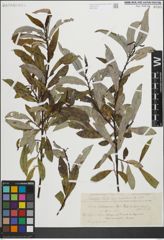 Foto von Salix heterandra Dode